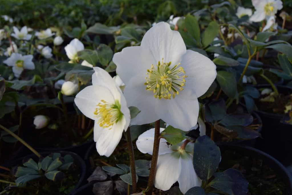 Helleborus niger ---